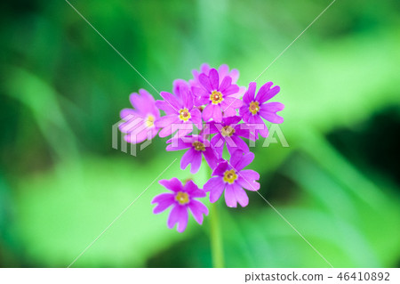 Pretty Kozakurasou Pretty Kozakurasou 46410892