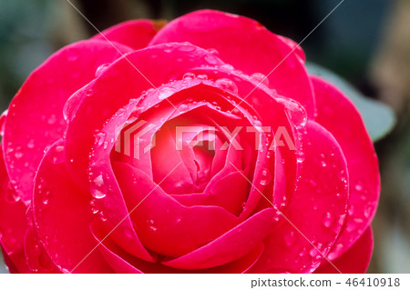 Acupuncture and sweet red camellia Acupuncture and sweet red camellia 46410918