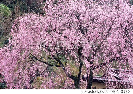 Dead brown cherry tree Dead brown cherry tree 46410920