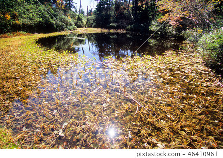 Light pond and aquatic plants Light pond and aquatic plants 46410961