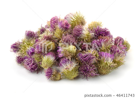 Pile of dried cotton thistle flowers Pile of dried cotton thistle flowers 46411743
