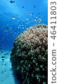 Fish and coral 46411803