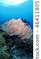 coral reef 46411805
