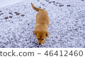 Puppy on snow 46412460