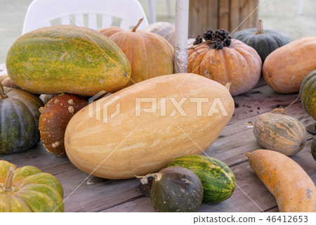 pumpkin pumpkin 46412653
