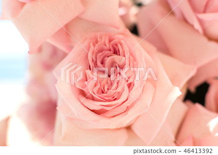 Macro delicate fresh pink rose flower. Wedding Macro delicate fresh pink rose flower. Wedding 46413392
