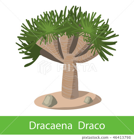 Dragon tree on a white background Dragon tree on a white background 46413798