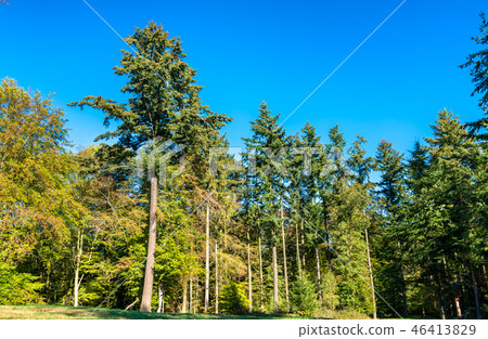 Trees in the Eltz Forest - Rhineland-Palatinate, Germany 46413829
