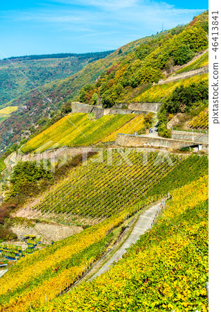 Rheingau vineyards at Assmannshausen in the Upper Middle Rhine Valley, Germany Rheingau vineyards at Assmannshausen in the Upper Middle Rhine Valley, Germany 46413841