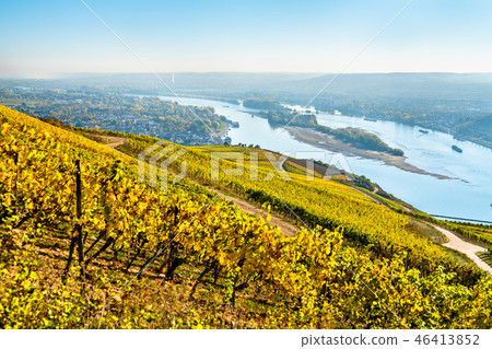 Vineyards of Rudesheim in the Rhine Gorge in Germany 46413852