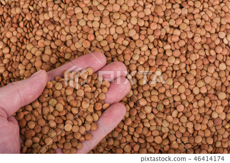 A handful of green Canadian large lentils. Lentil background, te A handful of green Canadian large lentils. Lentil background, te 46414174
