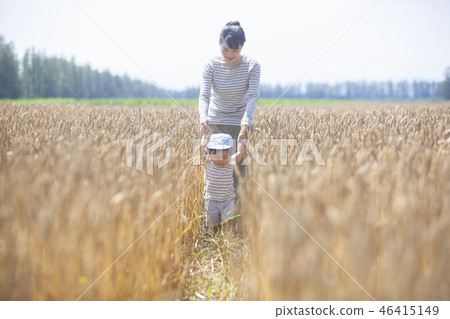 Parents and children walking on the wheat field 46415149