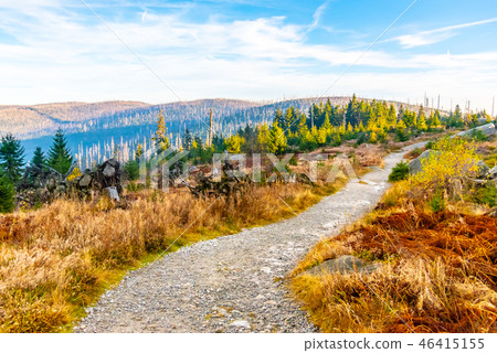 Devasted forest in caues of bark beetle infestation. Sumava National Park and Bavarian Forest, Czech 46415155