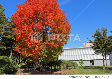 Morioka Castle ruins park (Iwate Park), red maple maple of lawn open space Morioka Castle ruins park (Iwate Park), red maple maple of lawn open space 46415203