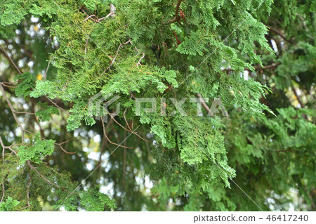 Tree: Hiba Hinoki 46417240