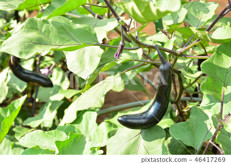 Plant: eggplant eggplant family 46417269