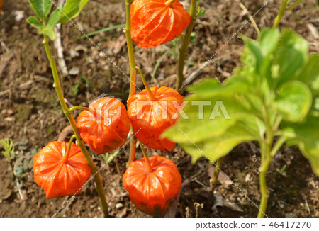 Plants: Hokkaido family 46417270