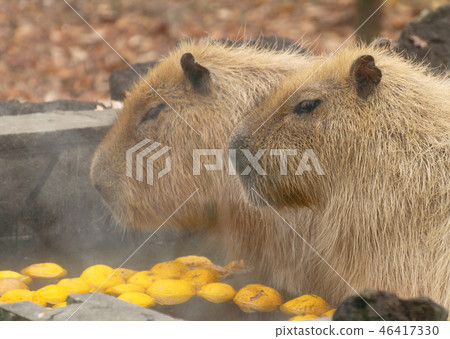 Capybara hot spring bathing scene Yuzu hot water 46417330