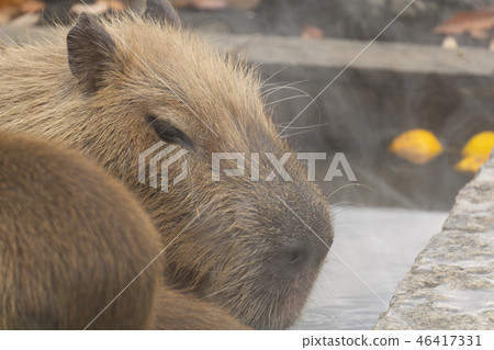Capybara hot spring bathing scene Yuzu hot water 46417331
