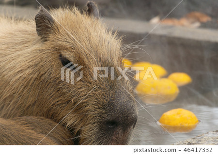 Capybara hot spring bathing scene Yuzu hot water 46417332