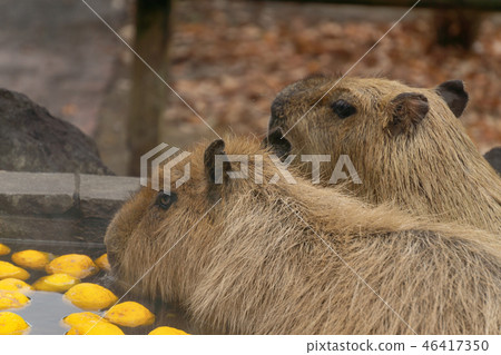 水豚溫泉沐浴場景柚子熱水 46417350