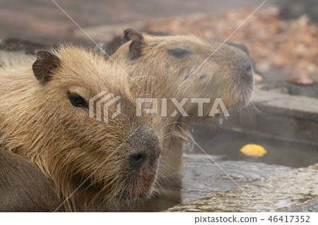 水豚溫泉沐浴場景 46417352