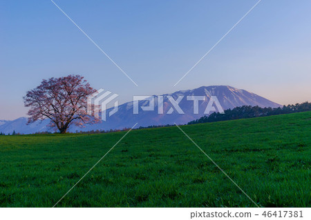 Koiwai farm one cherry tree 46417381