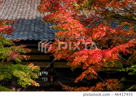 Autumn leaves of Tentokuin Autumn leaves of Tentokuin 46417455
