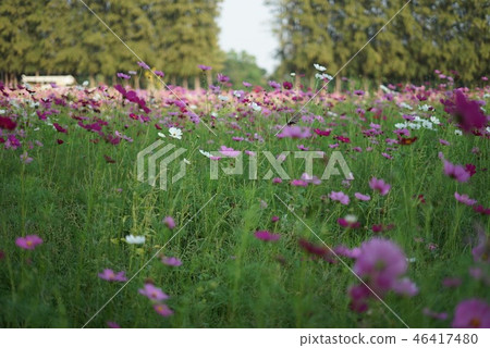 flowers in the garden flowers in the garden 46417480