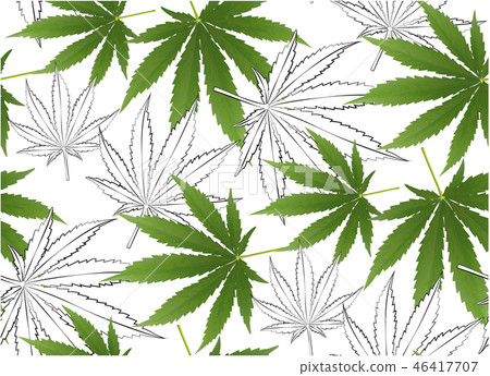 Marijuana leaves seamless vector pattern. Marijuana leaves seamless vector pattern. 46417707