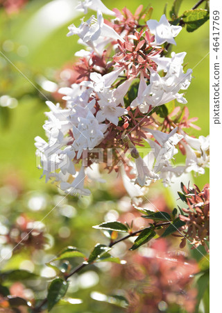 Tsukubane rice bran flowers 46417769