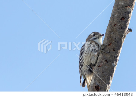 Kogera停在樹上 46418048