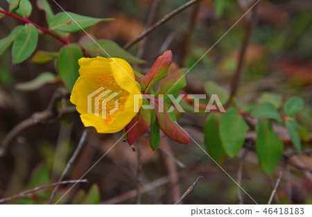 Tree: Quincebird Otocoraceae 46418183
