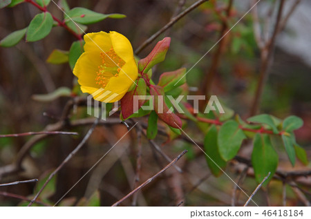 Tree: Quincebird Otocoraceae 46418184