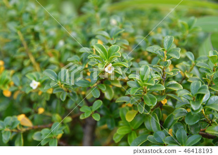 樹：Kinmetsugochikinin 46418193