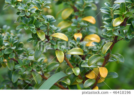 樹:Kinmetsugochikinin 樹:Kinmetsugochikinin 46418196