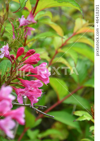 Tree: Taniwazaki watermelon family 46418201