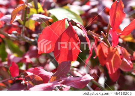 樹：美國棕櫚樹家族 46418205