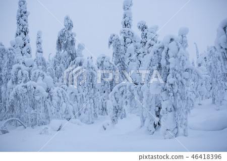 Snow covered trees in Lapland Snow covered trees in Lapland 46418396