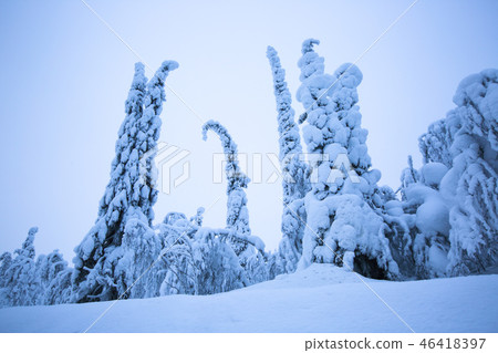 Snow covered trees in Lapland 46418397