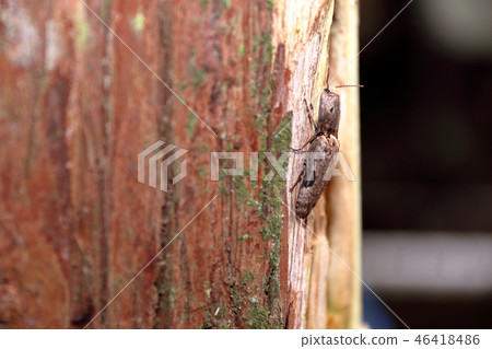 Mouse trough 46418486