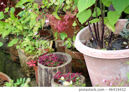 Princess Clover Princess Clover 46419432