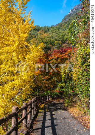 Beautiful autumn trees in national park 46419571