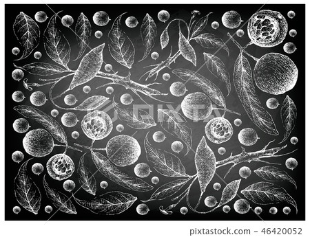 Hand Drawn Background of Hydnocarpus Anthelminthic 46420052