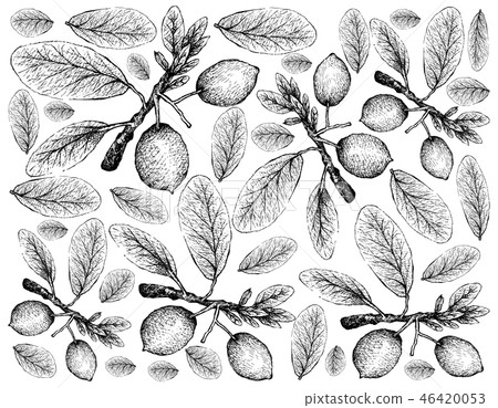 Hand Drawn Background of Imbe or Garcinia Livingst 46420053