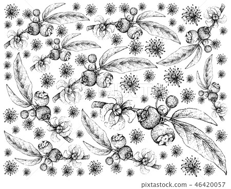 Hand Drawn of Goiaba de Anta Fruits Background 46420057