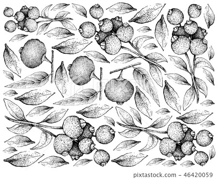 Hand Drawn of Guabiju and Guabiraba Fruits on Whit Hand Drawn of Guabiju and Guabiraba Fruits on Whit 46420059