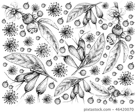 Hand Drawn Wallpaper of Tropical Fruits Background 46420070
