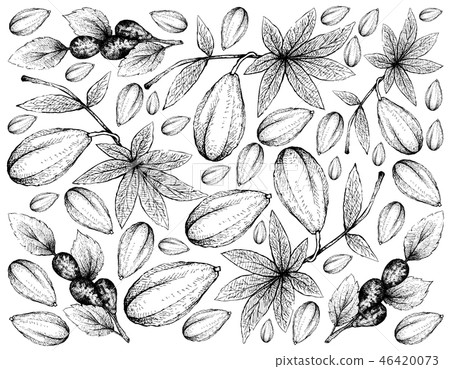 Hand Drawn of Jaracatia and Jujube Fruit on White  46420073