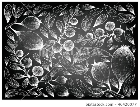 Hand Drawn Background of Humbug Pears and Kei Appl Hand Drawn Background of Humbug Pears and Kei Appl 46420077